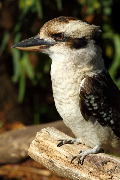 澳大利亚鸟 — 图库照片