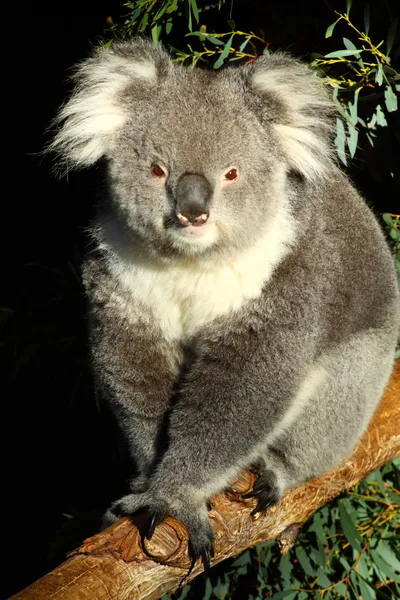 Koala w Stany Zjednoczone Ameryki — Zdjęcie stockowe