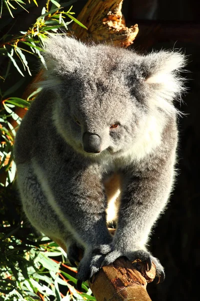 호주에서 코알라 — 스톡 사진