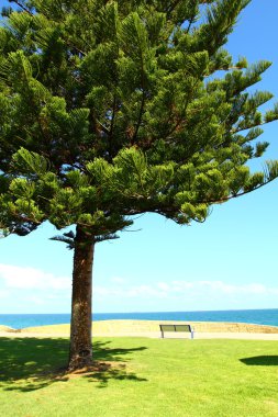 Perth, Avustralya 'daki Araucaria ağacı