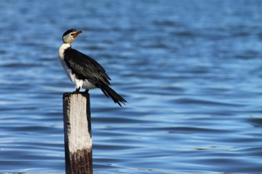 Cormorant in Australia clipart