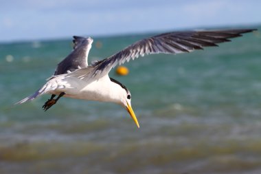 Sea Gull in Australia clipart