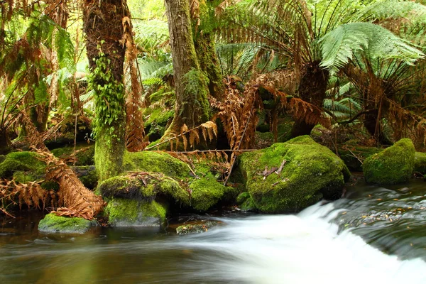 Wspaniały russel spada splash w mt pola park narodowy, tasmania, — Zdjęcie stockowe
