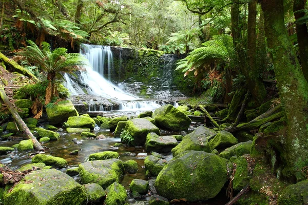 Underbara russel faller plaska ner i nationalparken mt fältet, Tasmanien, — Stockfoto
