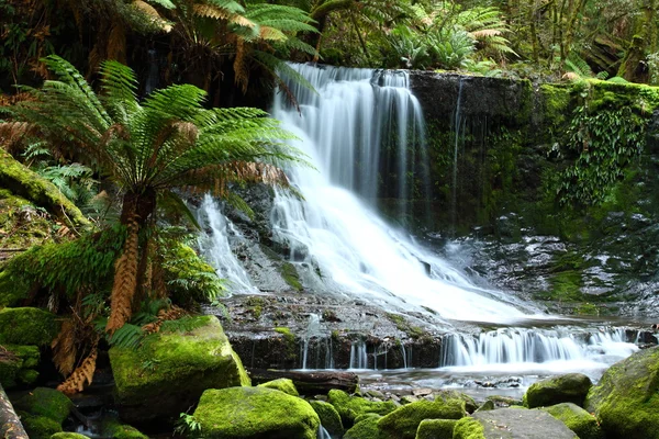 Les magnifiques chutes Russel éclaboussent dans le parc national du Mont Field, en Tasmanie , — Photo