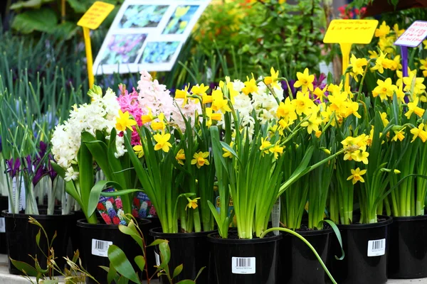 Čerstvé květiny na trh salamanca — Stock fotografie