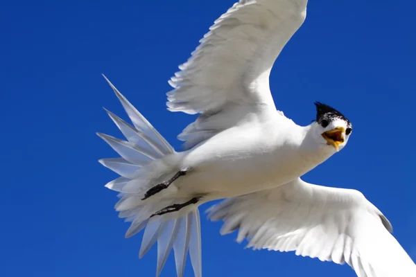 Sea gull w Stany Zjednoczone Ameryki — Zdjęcie stockowe