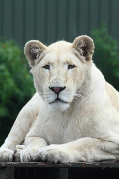 Witte Leeuw in dierentuin — Stockfoto