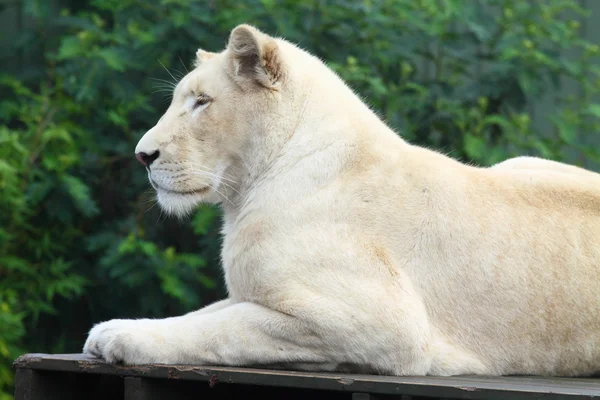 Fehér oroszlán állatkertben — Stock Fotó