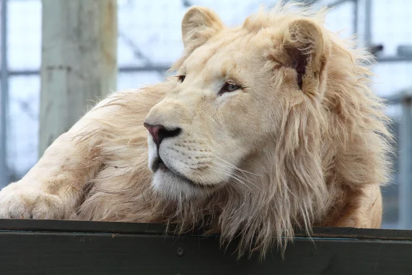 Vita lejon i zoo — Stockfoto