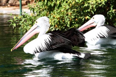 Australian pelican has a rest in the Perth Zoo clipart