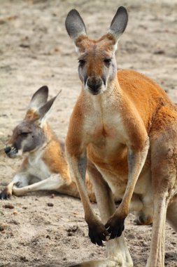 Kangaroo in Australia clipart