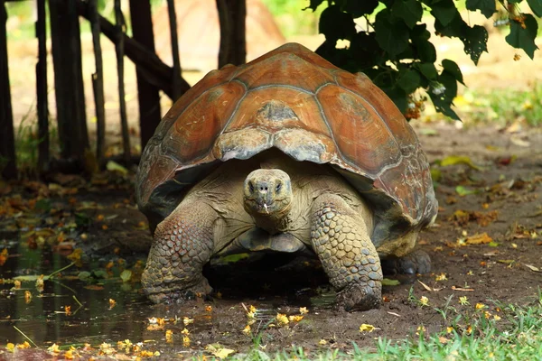 Australische schildpad — Stockfoto