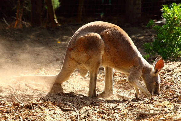 在澳大利亚袋鼠 — 图库照片