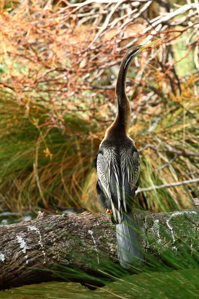 Австралійський птах — стокове фото