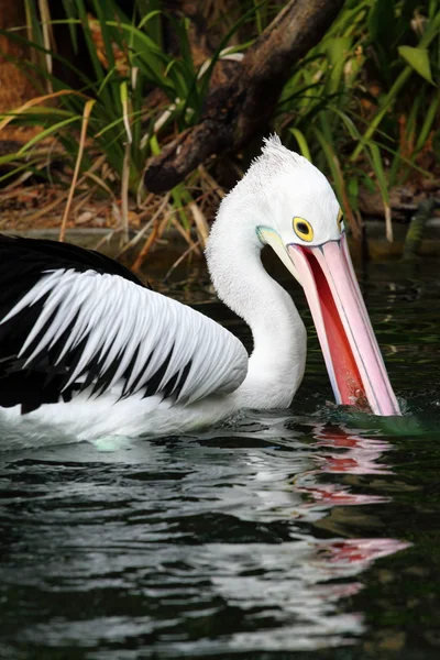 Australische pelikaan heeft een rust in de dierentuin van perth — Stockfoto