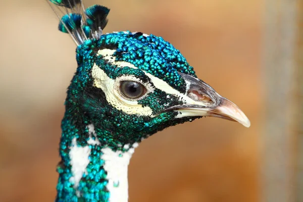 Uccello australiano — Foto Stock