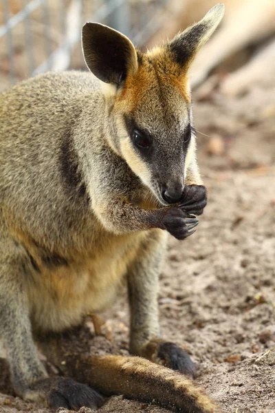 Kangourou en Australie — Photo
