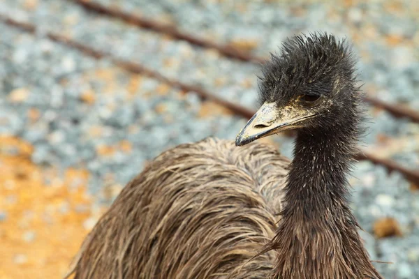 Az emu-ban Ausztrália portréja — Stock Fotó