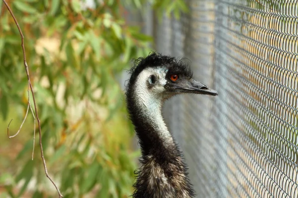 Портрет Emu в Австралії — стокове фото