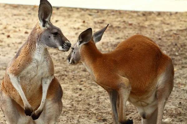 Canguro in Australia — Foto Stock