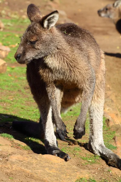 在澳大利亚袋鼠 — 图库照片