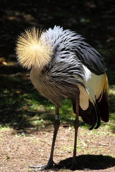 Beautiful crowned crane with blue eye and red wattle — Stock Photo, Image