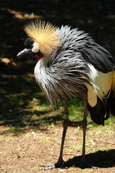 美丽丹顶鹤与蓝色的眼睛和红色荆 — 图库照片