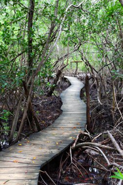 mangrov orman boardwalk