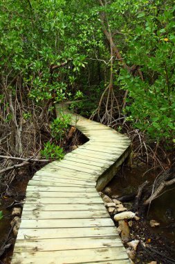Mangrove forest Boardwalk clipart