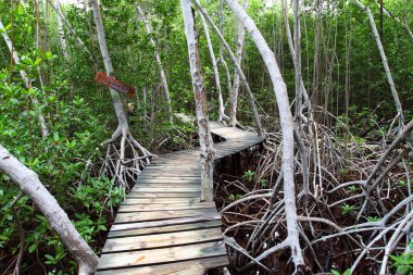 mangrov orman boardwalk