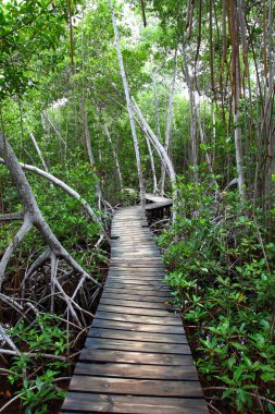 mangrov orman boardwalk