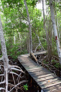 mangrov orman boardwalk