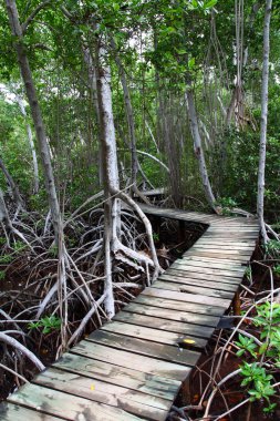 mangrov orman boardwalk