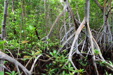 Mangrove Ormanı