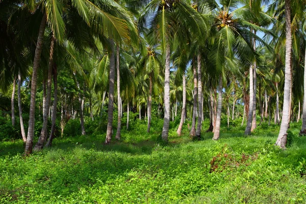 Floresta de palmeiras verdes na ilha colombiana — Fotografia de Stock