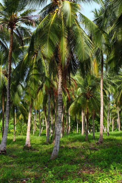 Bosque de palma verde en isla colombiana — Foto de Stock