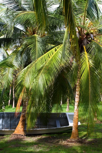 Yeşil palmiye orman Kolombiyalı Adası — Stok fotoğraf