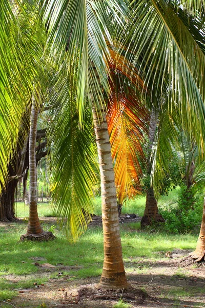 绿色的棕榈树林中哥伦比亚岛 — 图库照片