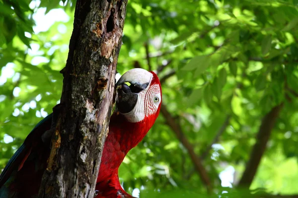 Doğal arka plan üzerinde papağan — Stok fotoğraf