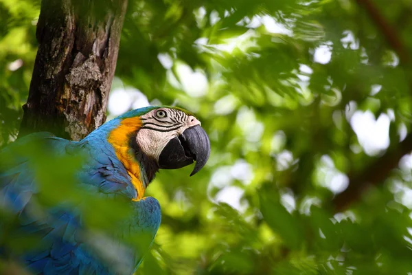 Papegoja över naturliga bakgrund — Stockfoto