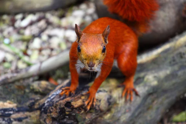 Kızıl sincap — Stok fotoğraf