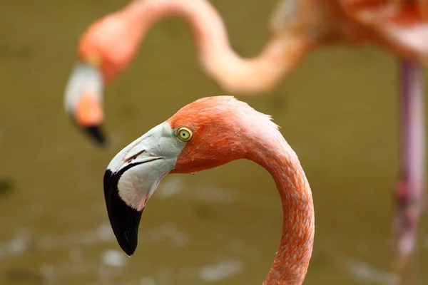 Portret van een Caribische Flamingo — Stockfoto