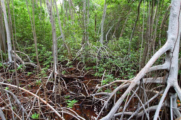 Mangroveskog — Stockfoto