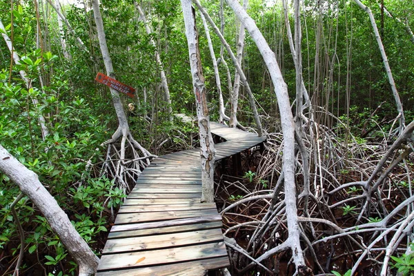 Mangrove forest Boardwalk — Stock Photo, Image