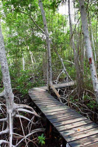 Mangrove forest Boardwalk — Stock Photo, Image