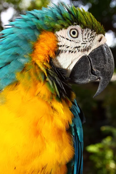 Close up portrait of blue and yellow macaw — Stock Photo, Image