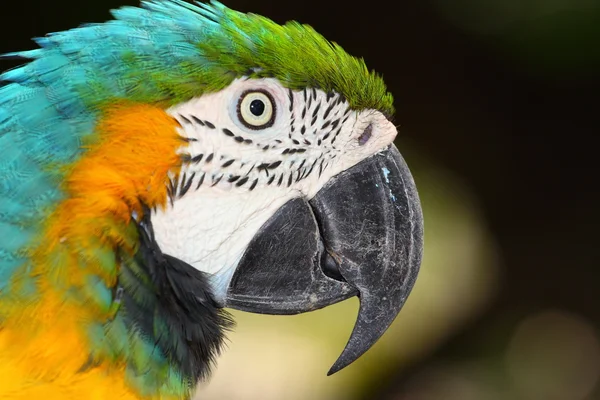 Close up portrait of blue and yellow macaw — Φωτογραφία Αρχείου