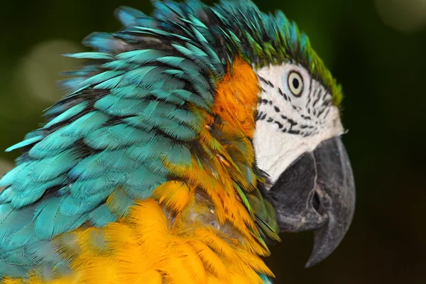 Lukk opp portrettet av blå og gul macaw – stockfoto