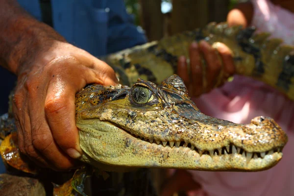 Молода кайманська рептилія з красивими очима — стокове фото